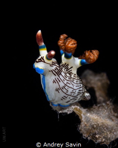 Lined Nembrotha by Andrey Savin 